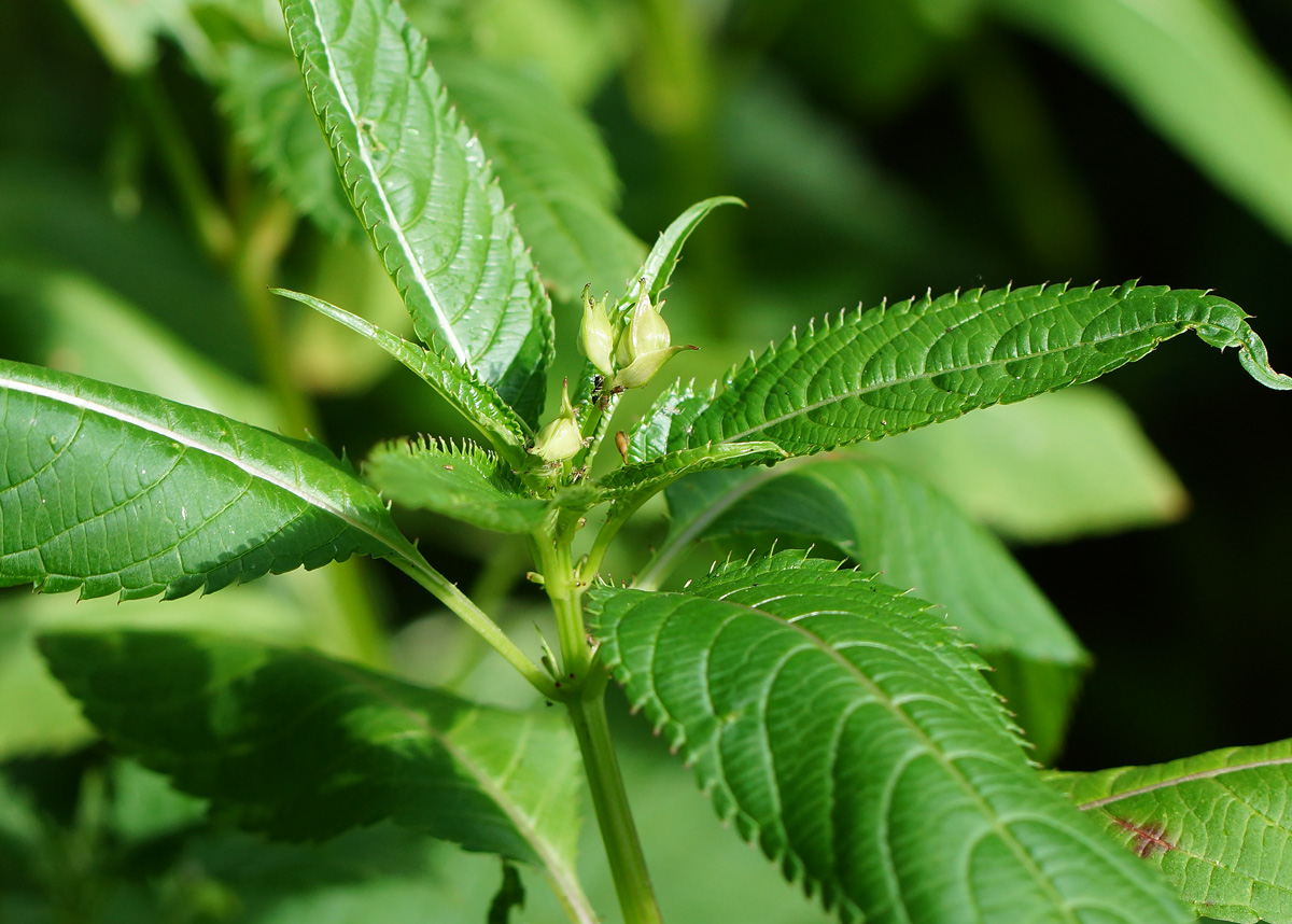 Image of Impatiens glandulifera specimen.