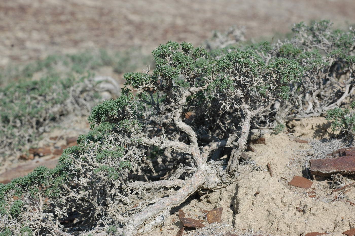 Изображение особи Arthrophytum lehmannianum.