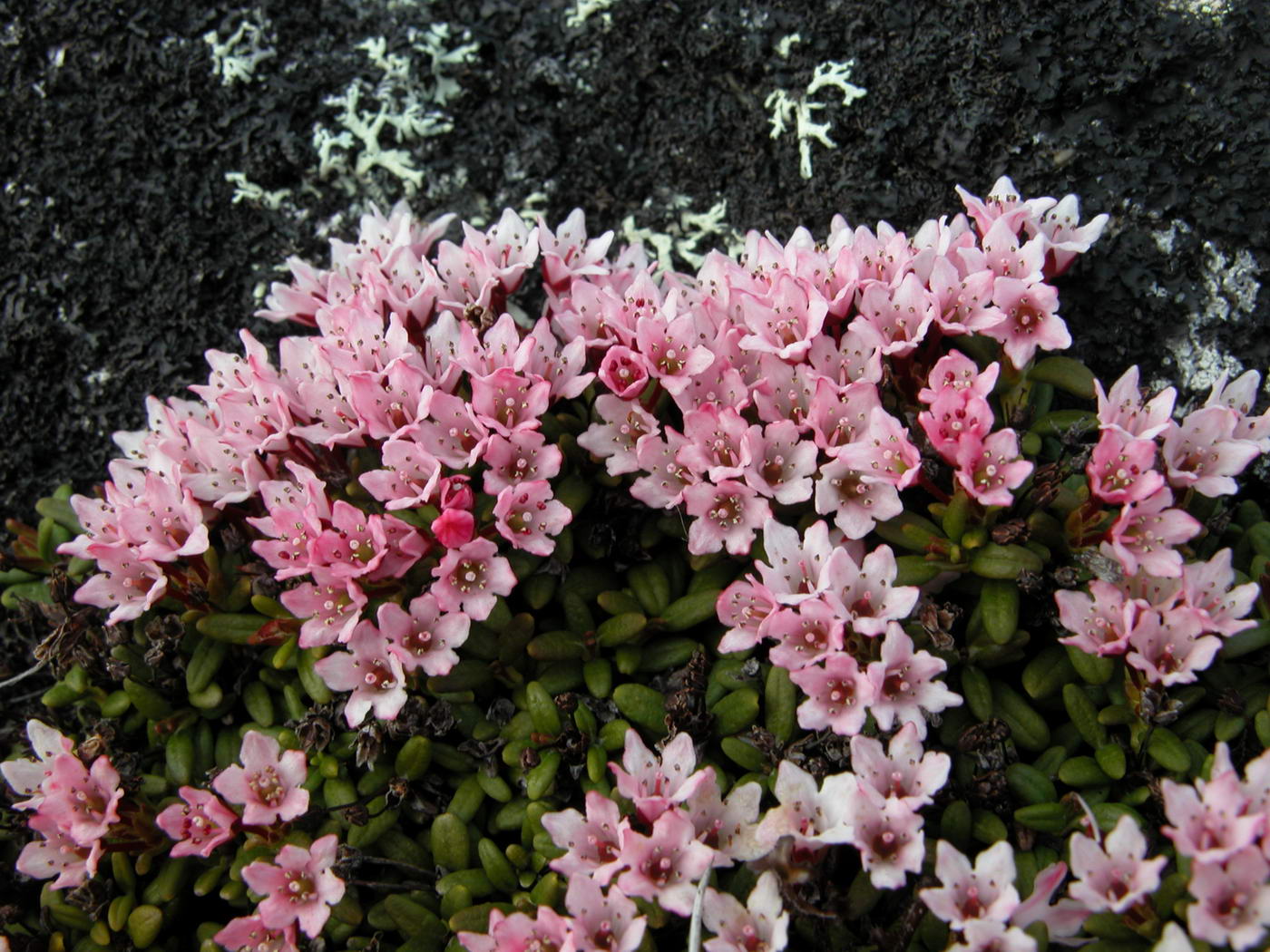 Image of Loiseleuria procumbens specimen.