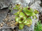 Orostachys maximowiczii
