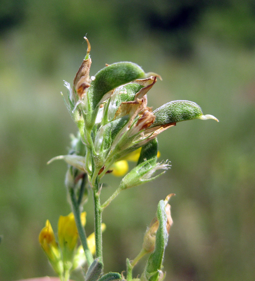 Изображение особи Medicago romanica.