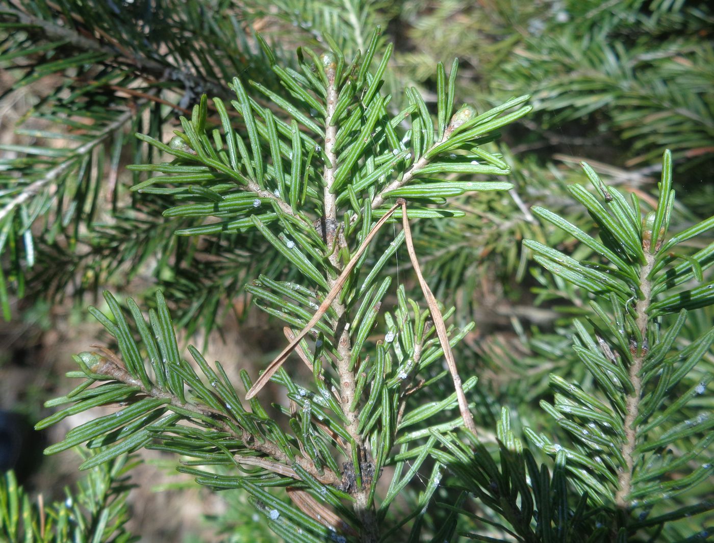 Image of Abies sibirica specimen.