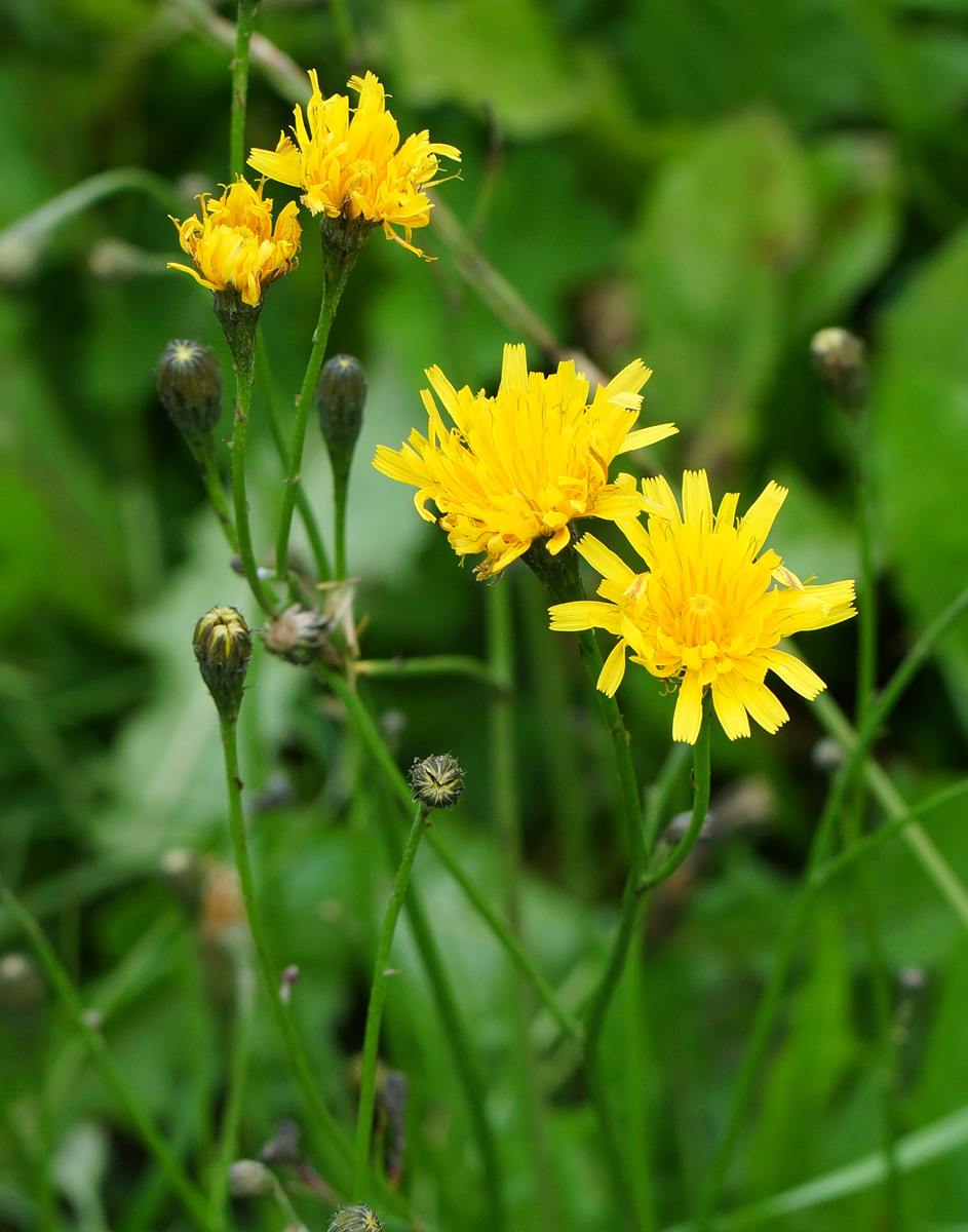 Image of Scorzoneroides autumnalis specimen.