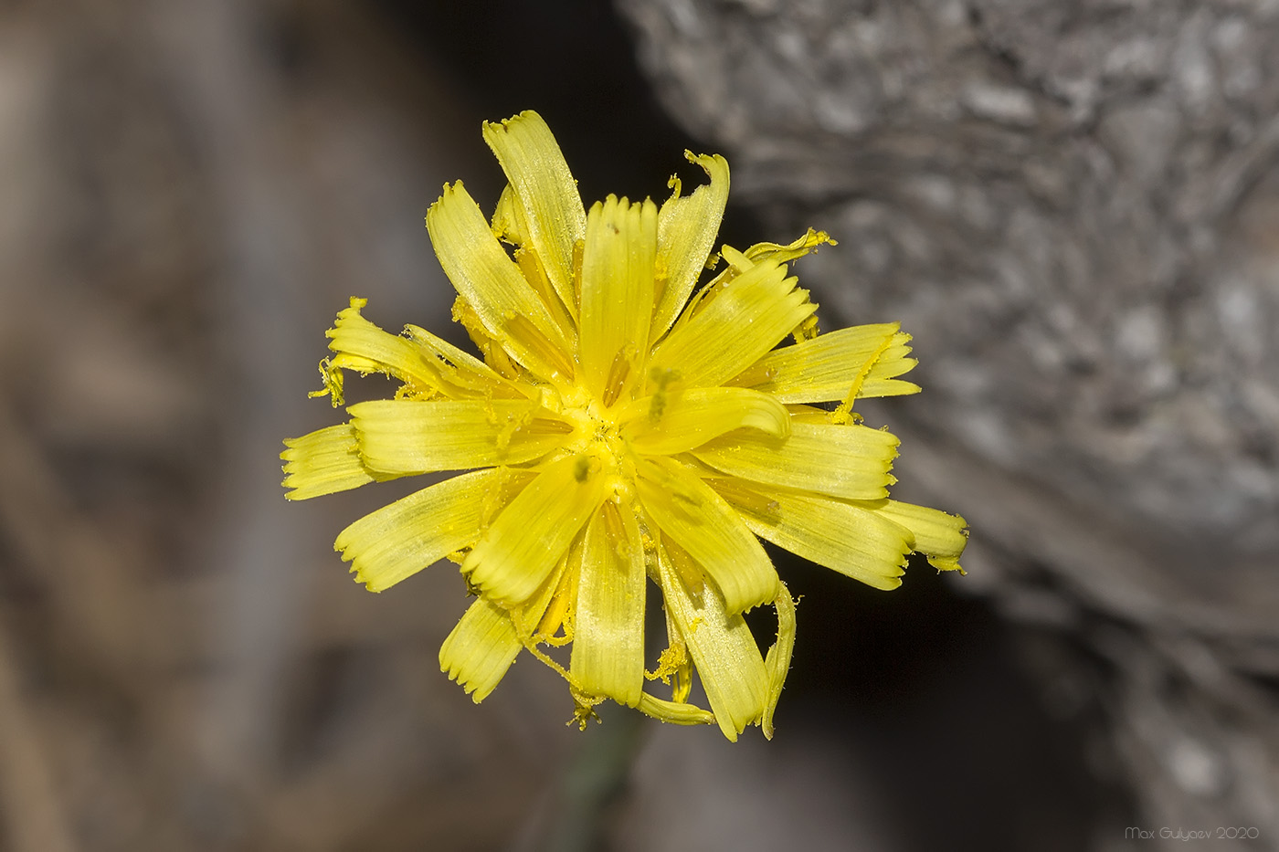 Image of Scorzonera crispa specimen.