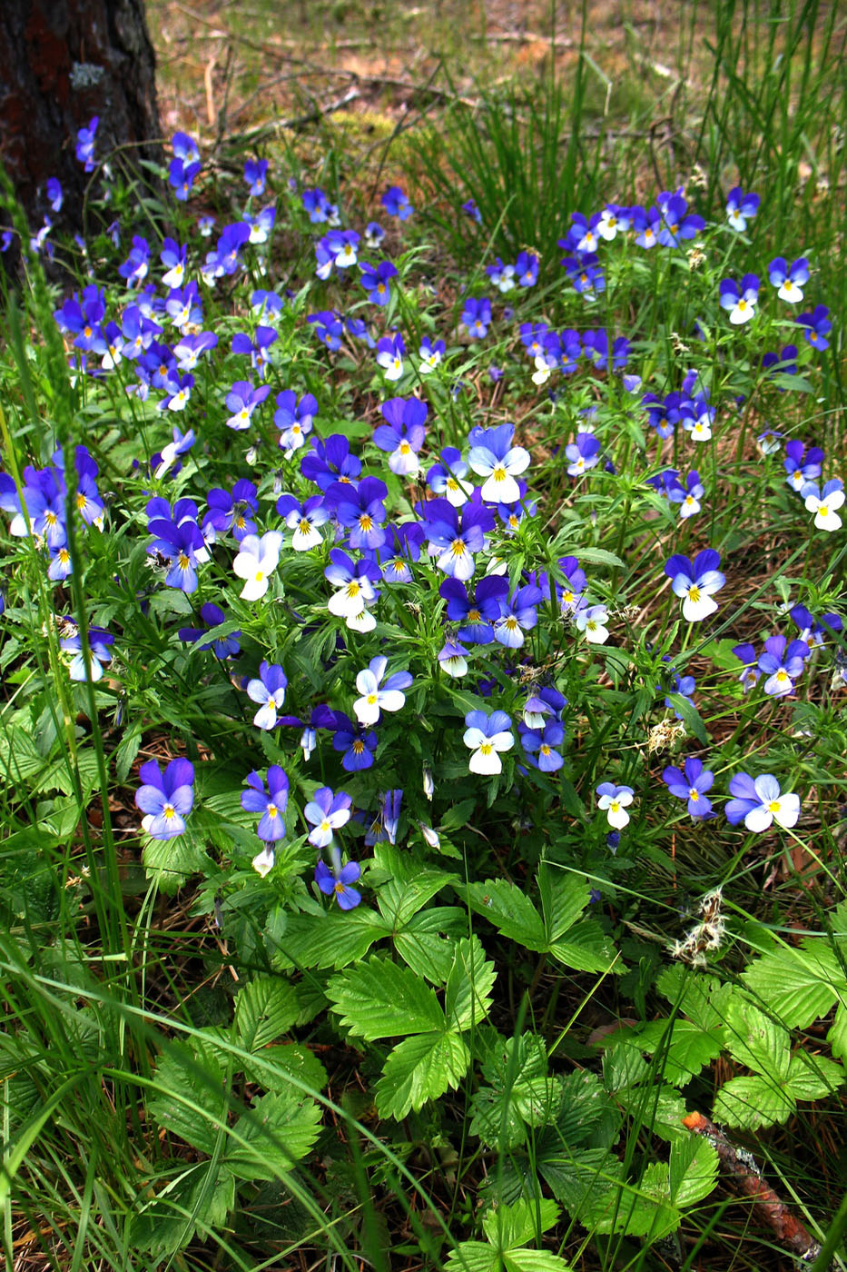 Image of Viola tricolor specimen.