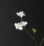 Tordylium carmeli. Побег соцветиями. Израиль, Нижняя Галилея, г. Верхний Назарет, выположенная вершина холма, ок. 410 м н. у. м. 26.05.2020.