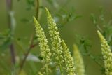 Reseda lutea