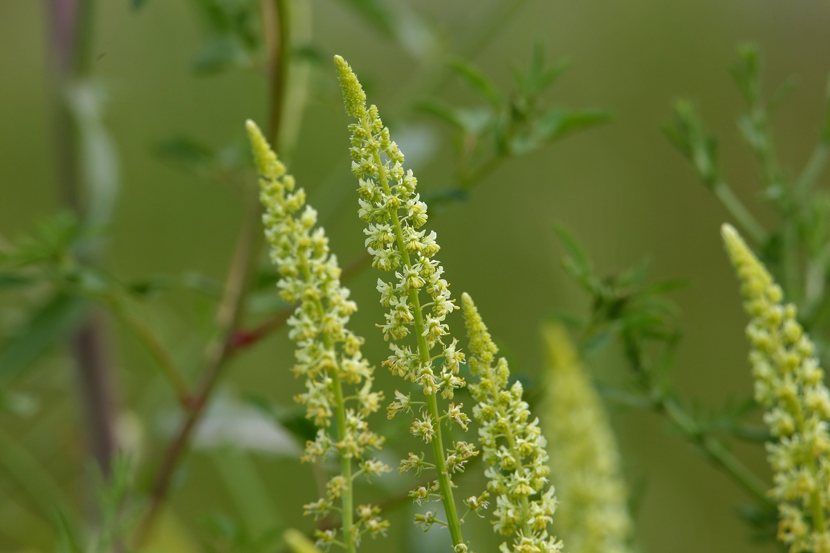 Image of Reseda lutea specimen.