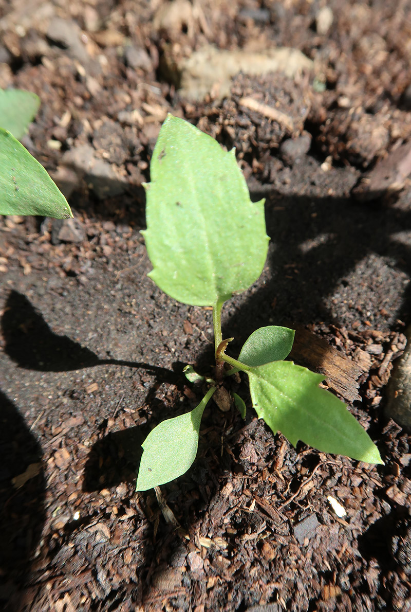 Image of Clematis tangutica specimen.