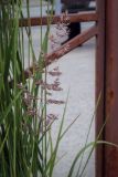 Calamagrostis epigeios