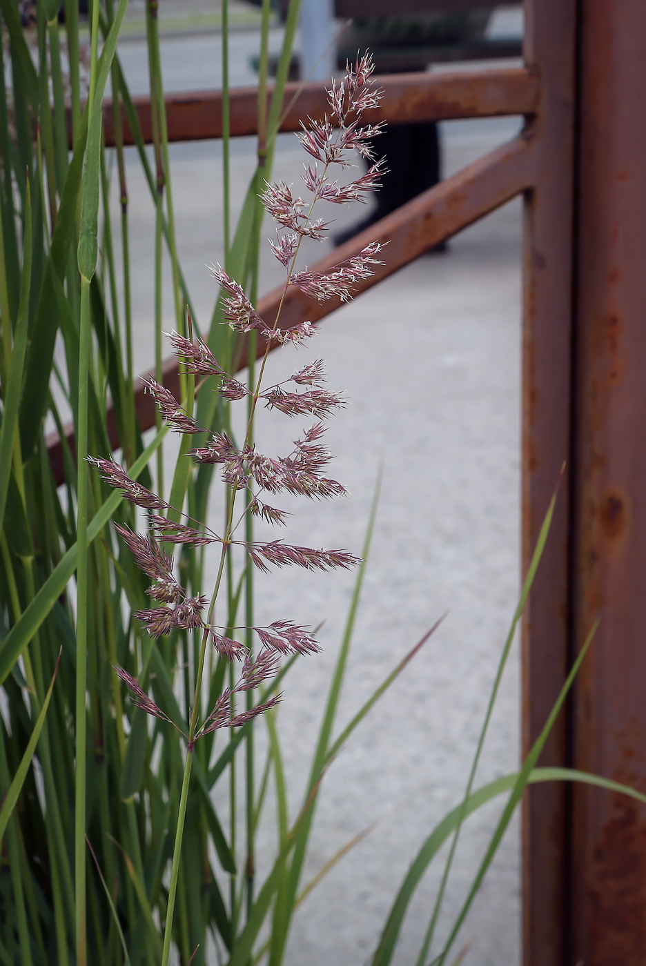 Изображение особи Calamagrostis epigeios.