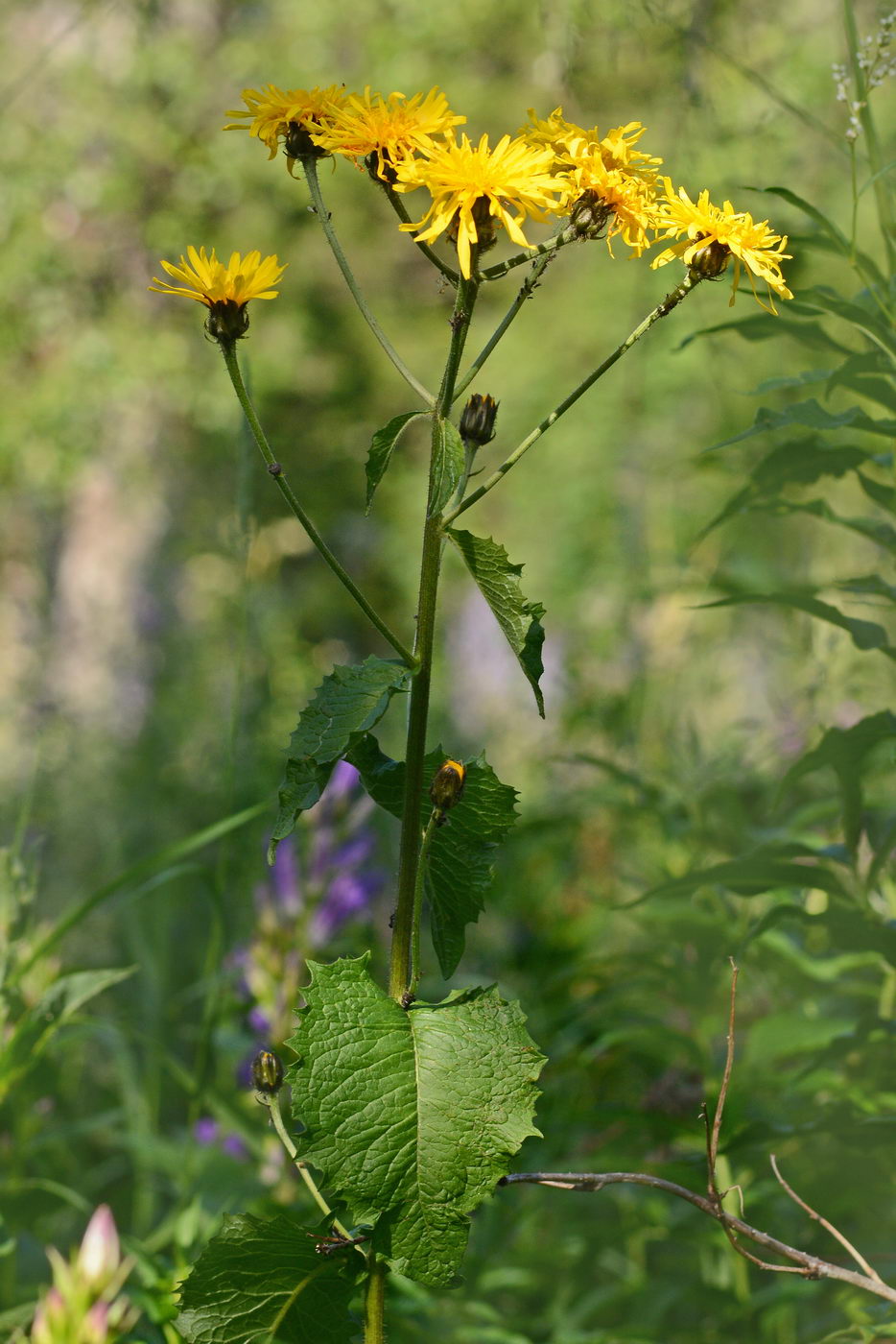 Изображение особи Crepis sibirica.