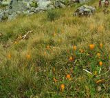 Crocus scharojanii. Цветущие растения. Карачаево-Черкесия, окр. Теберды, ущелье р. Азгек, альпийский луг. 02.09.2019.