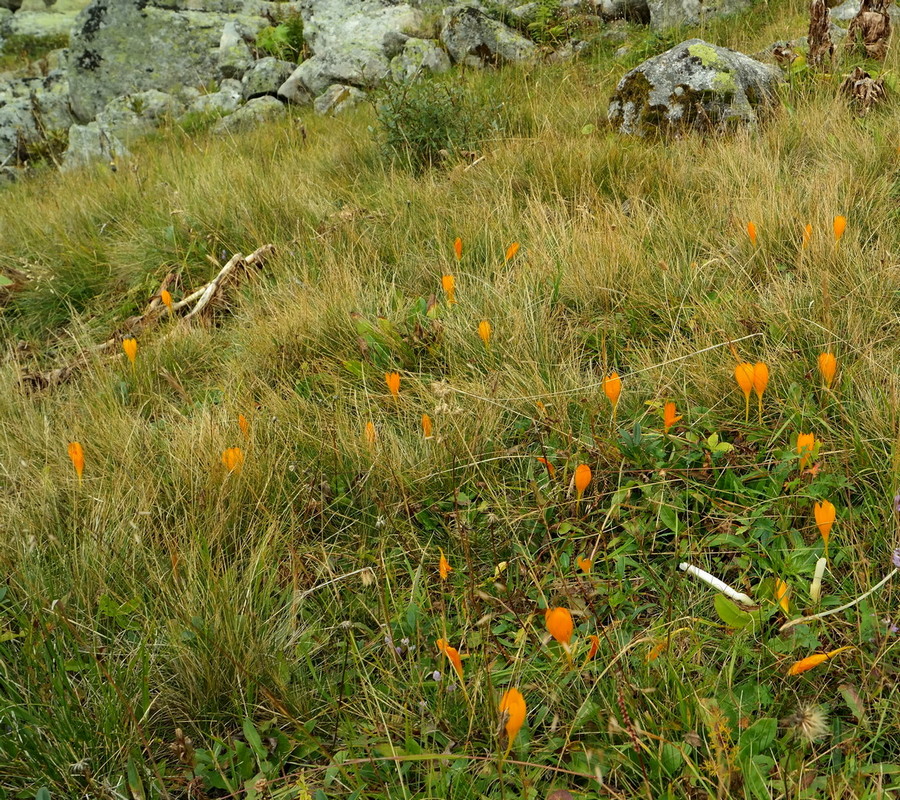 Изображение особи Crocus scharojanii.