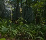 Epipactis helleborine