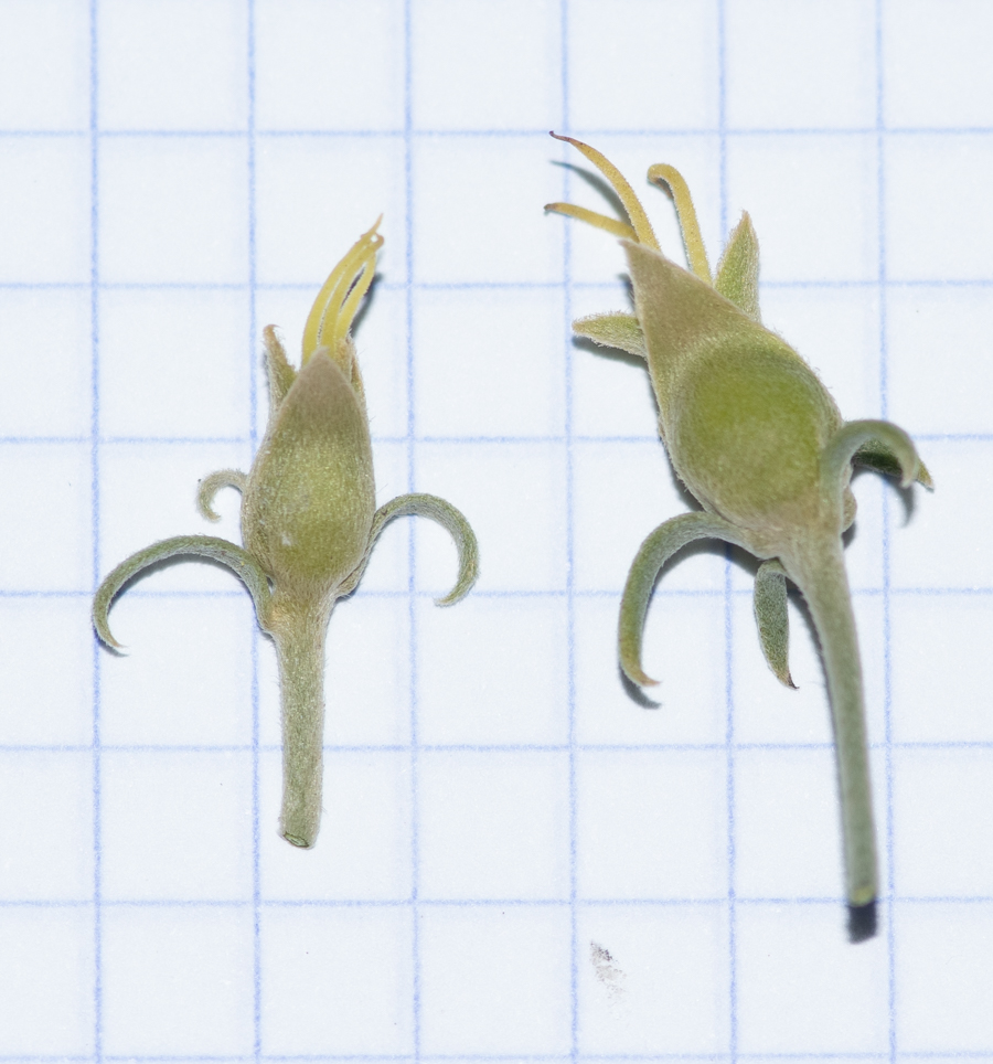 Image of Simmondsia chinensis specimen.