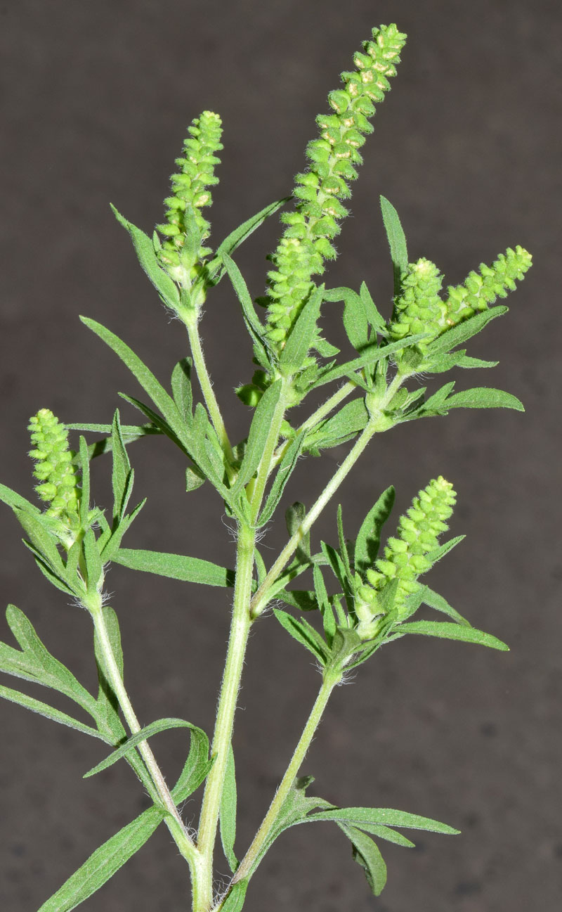 Image of Ambrosia artemisiifolia specimen.