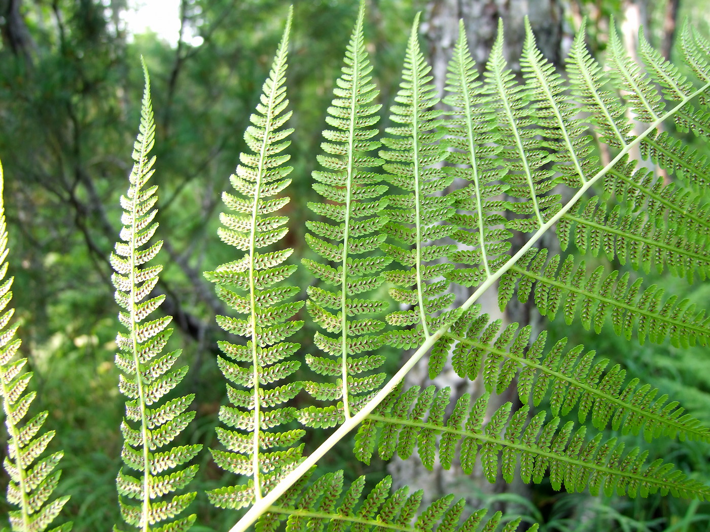 Image of Athyrium filix-femina specimen.