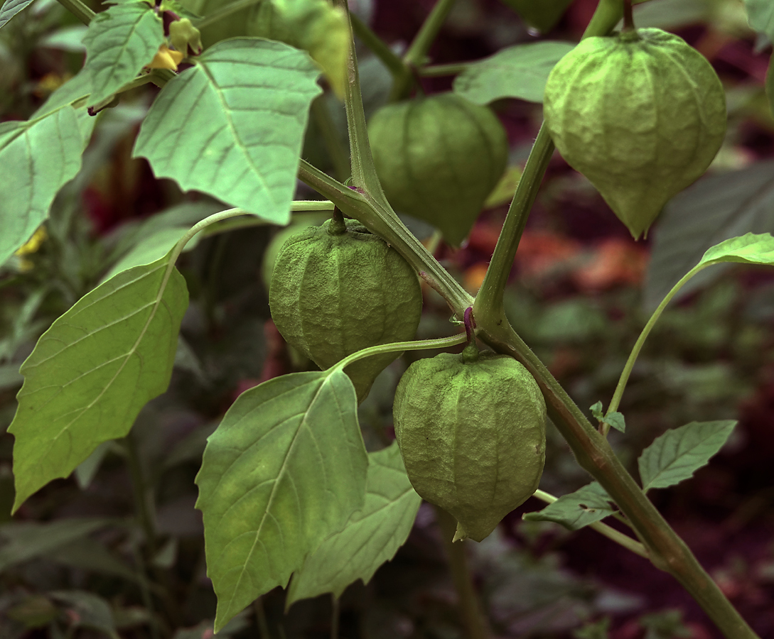 Изображение особи Physalis angulata.