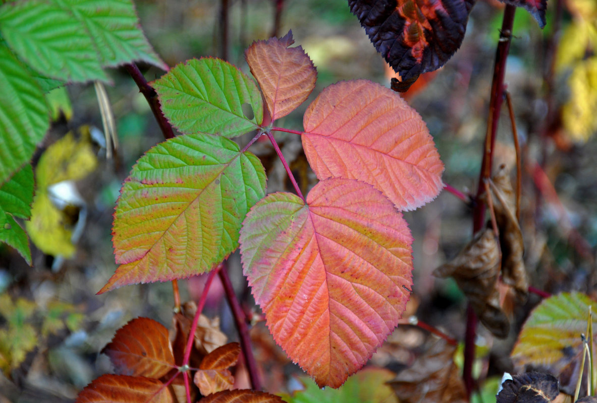 Изображение особи Rubus nessensis.