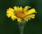 Tagetes erecta