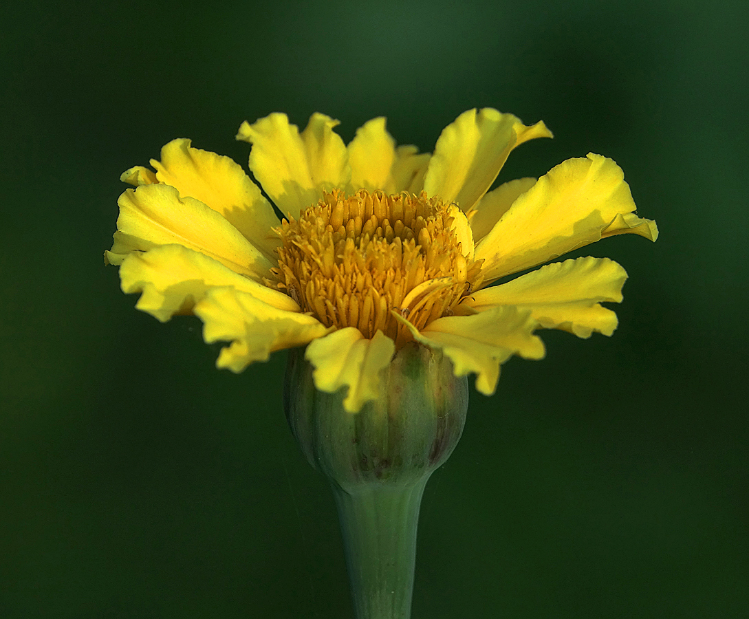 Image of Tagetes erecta specimen.