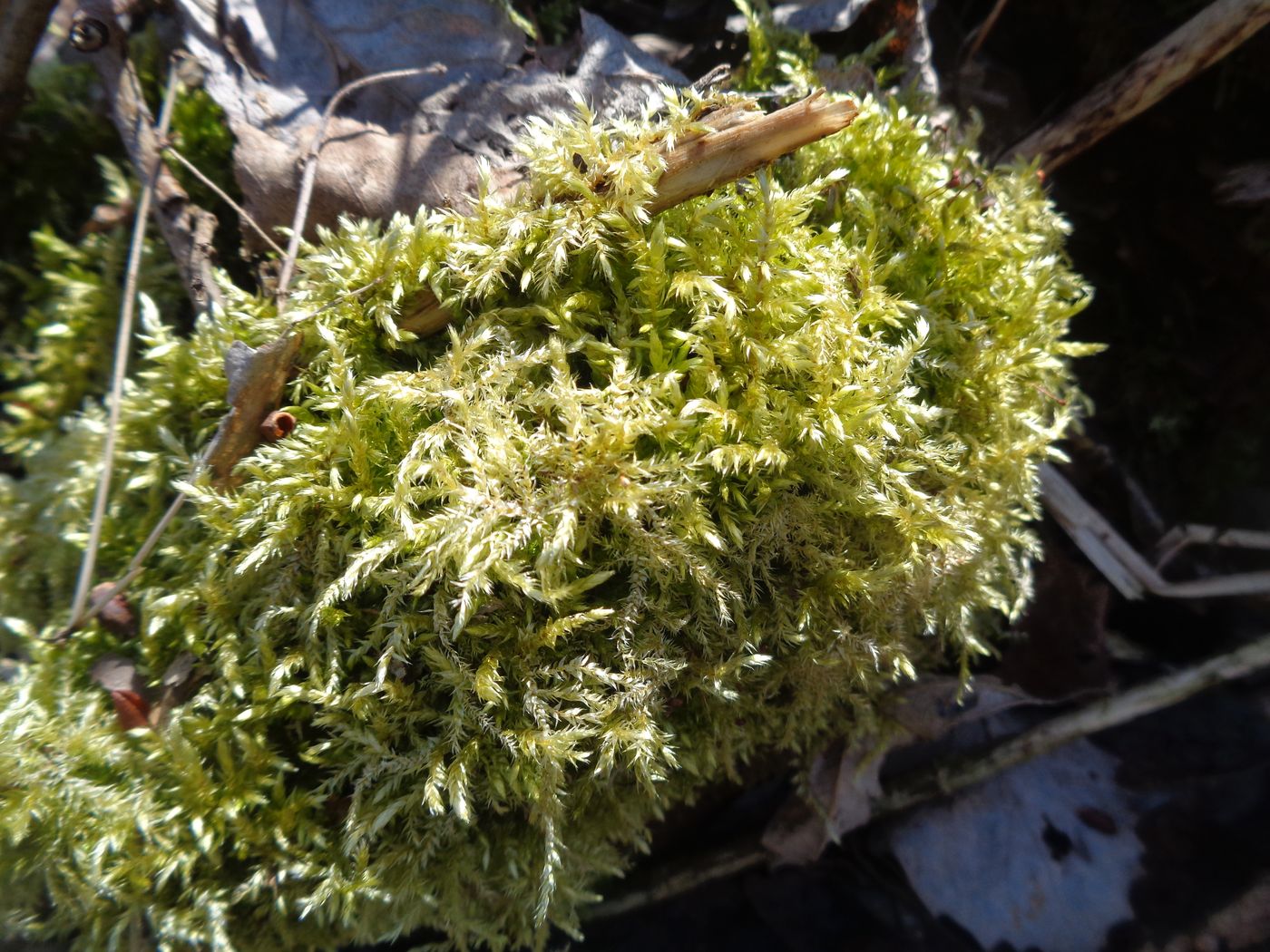 Изображение особи род Brachythecium.