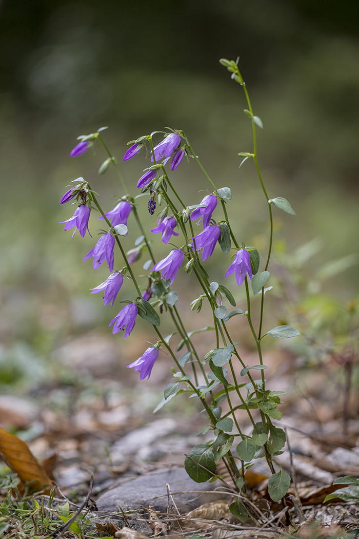 Image of Campanula rapunculoides specimen.