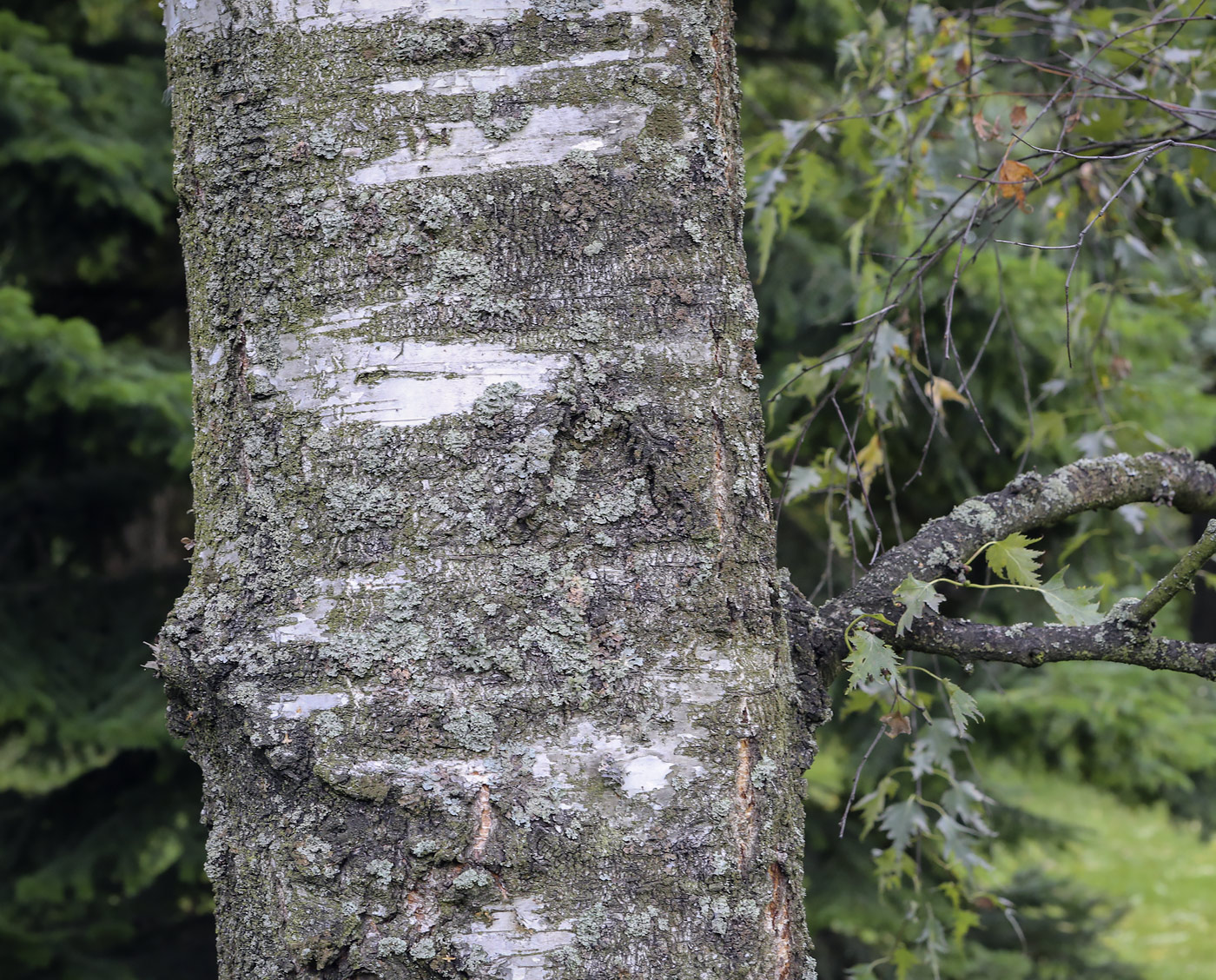 Image of Betula pendula f. dalecarlica specimen.