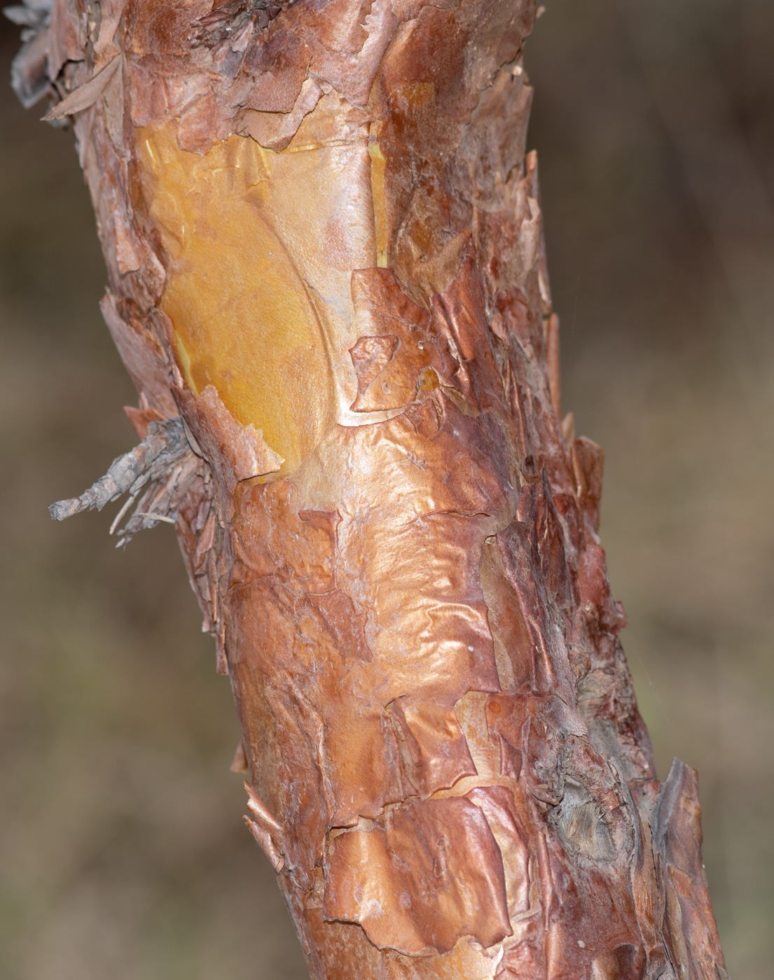 Image of Polylepis incana specimen.