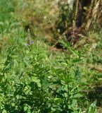 Galega orientalis