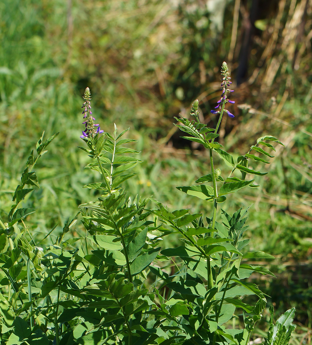 Image of Galega orientalis specimen.
