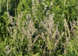 Nepeta nuda