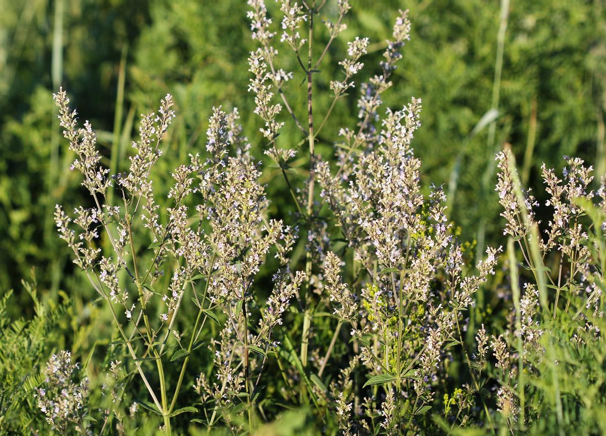 Image of Nepeta nuda specimen.