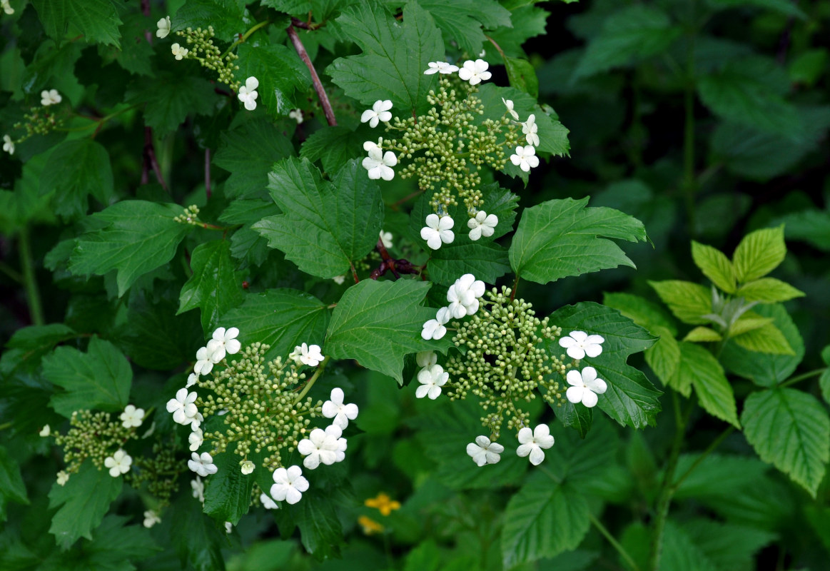 Image of Viburnum opulus specimen.