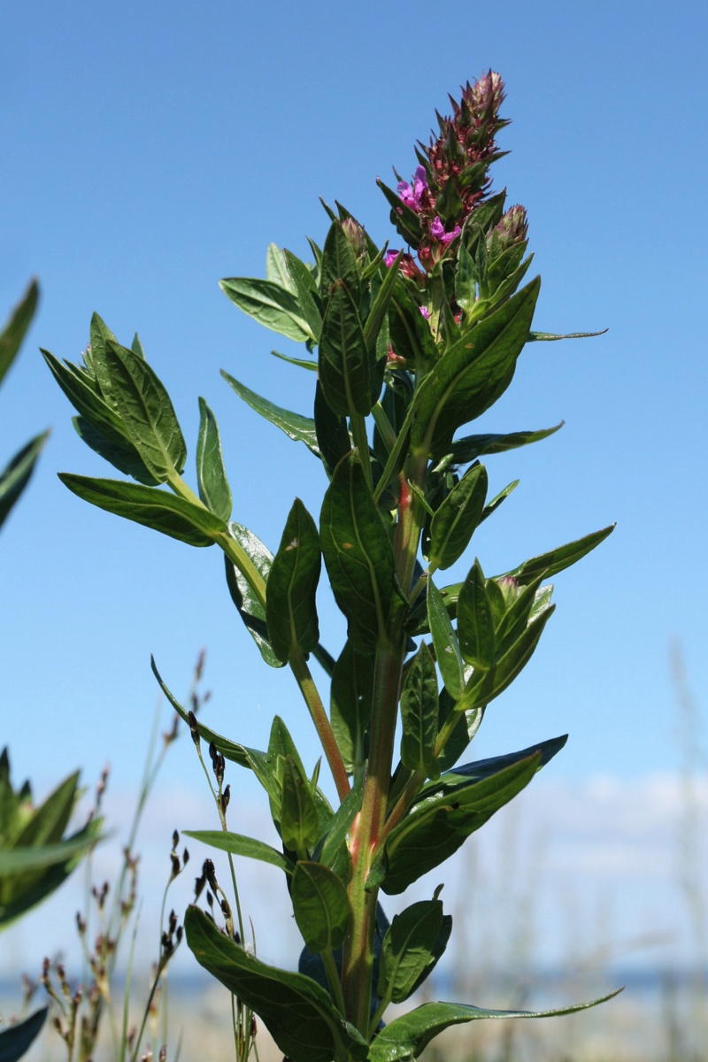 Image of Lythrum intermedium specimen.