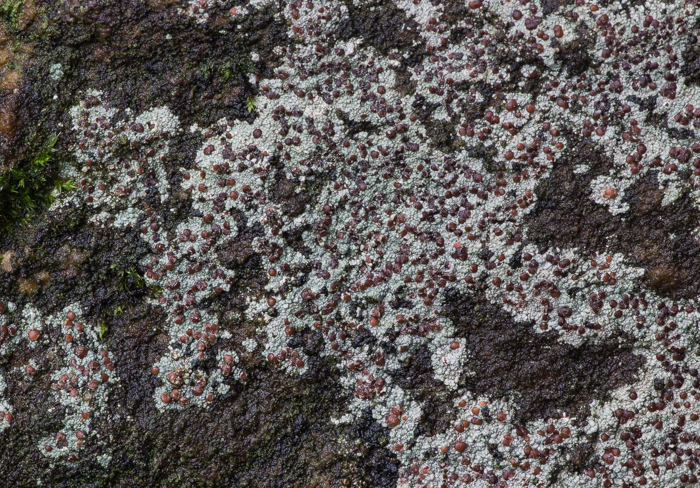 Image of division Ascomycota specimen.