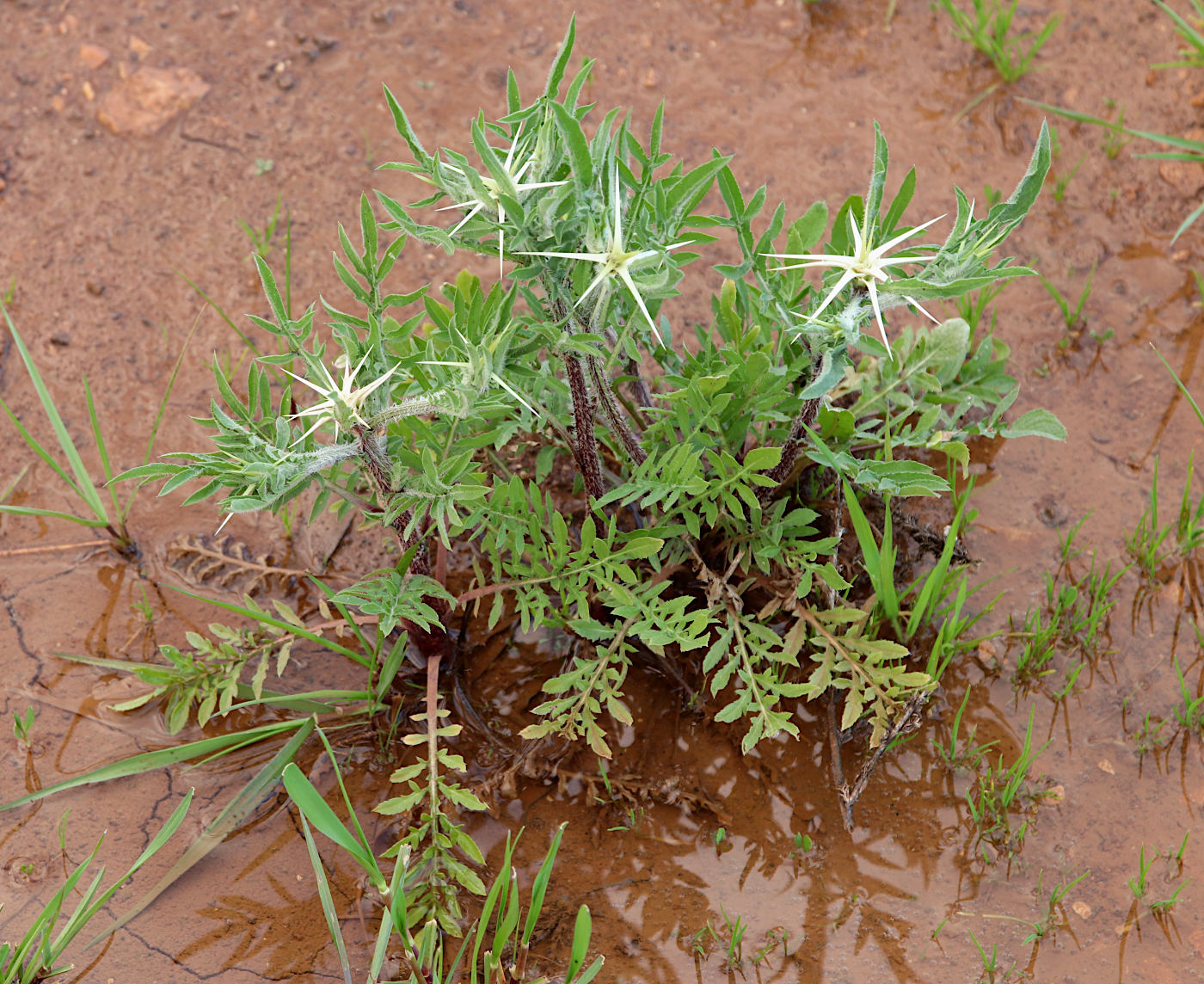 Image of Centaurea iberica specimen.