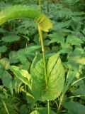Bistorta manshuriensis. Часть побега. Хабаровский край, ст. Корфовская. 15.06.2013.