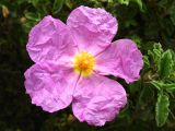 Cistus parviflorus. Цветок. Греция, о. Родос, деревня Критиния, маквис. 6 мая 2011 г.