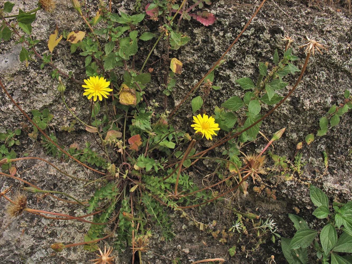 Image of Hyoseris lucida specimen.