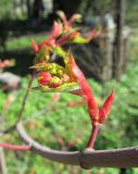 Acer pseudosieboldianum