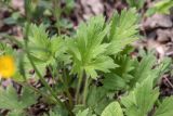 Ranunculus georgicus. Листья. Краснодарский край, м/о г. Геленджик, окр. с. Кабардинка, щель Полихронова, широколиственный лес. 03.05.2021.