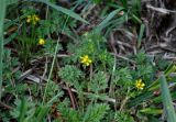 Potentilla supina. Верхушка побега с цветком и бутонами. Астраханская обл., Лиманский р-н, ильмень Большой Сарул, у воды. 23.04.2021.