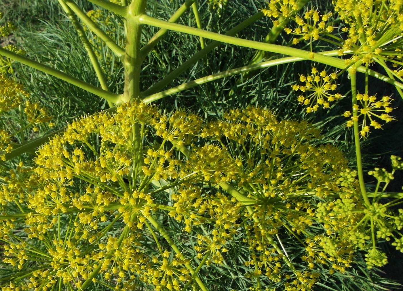 Image of Ferula varia specimen.