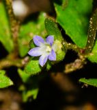 Campanula erinus. Цветок. Израиль, Шарон, пос. Кфар Шмариягу, заповедник. 17.03.2014.