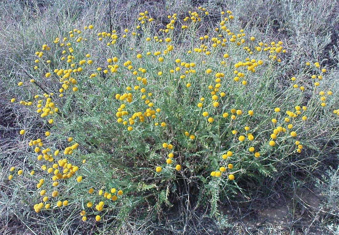 Image of Tanacetum kittaryanum specimen.
