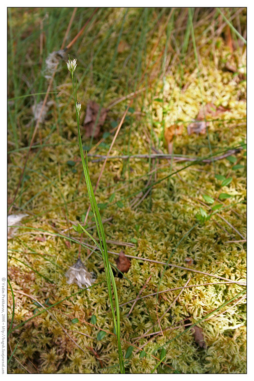 Изображение особи Rhynchospora alba.