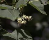 Tilia cordata