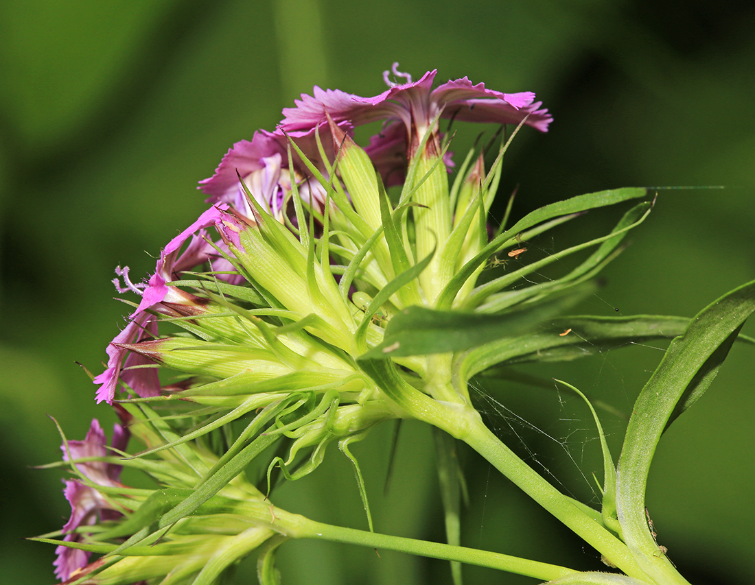 Image of Dianthus barbatus specimen.